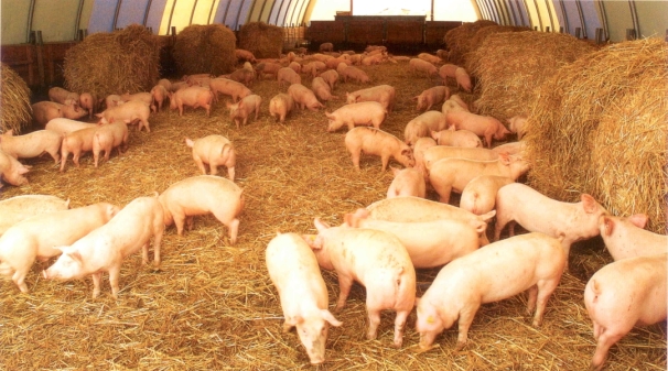 Содержание свиней в КТС